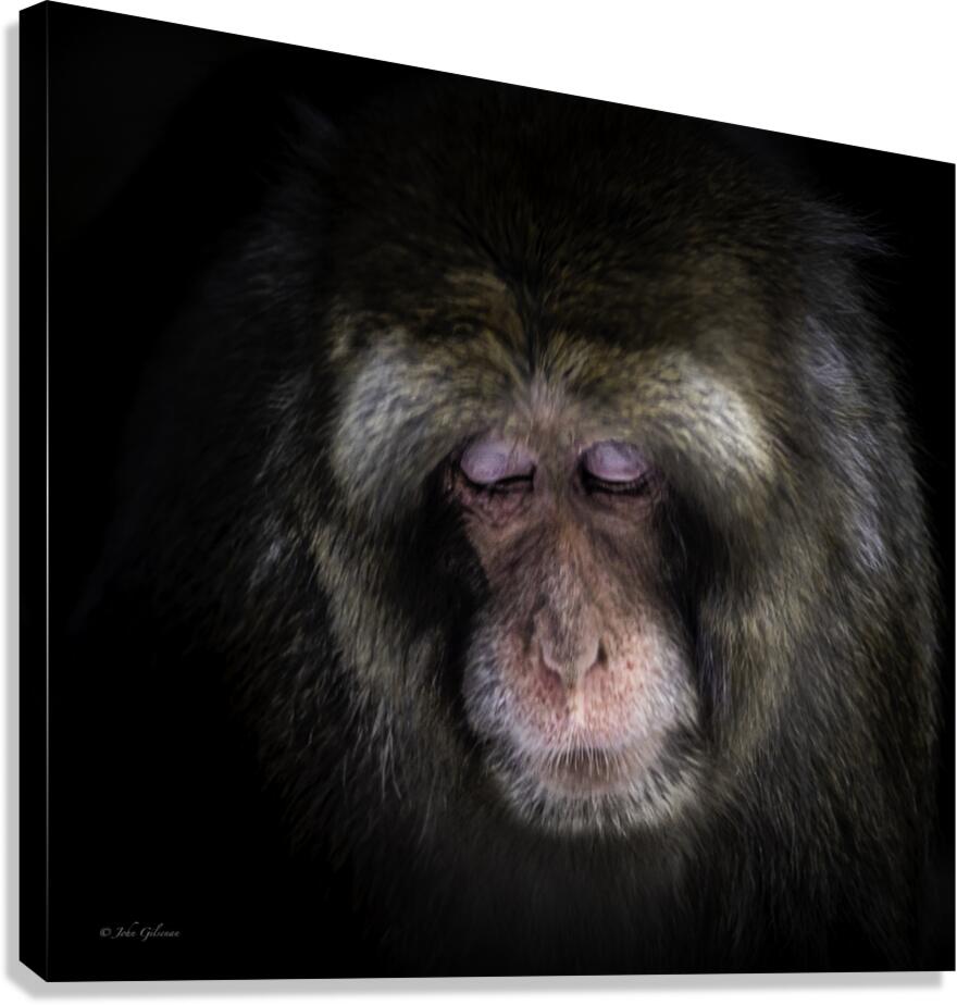10455 Japanese Macaque 