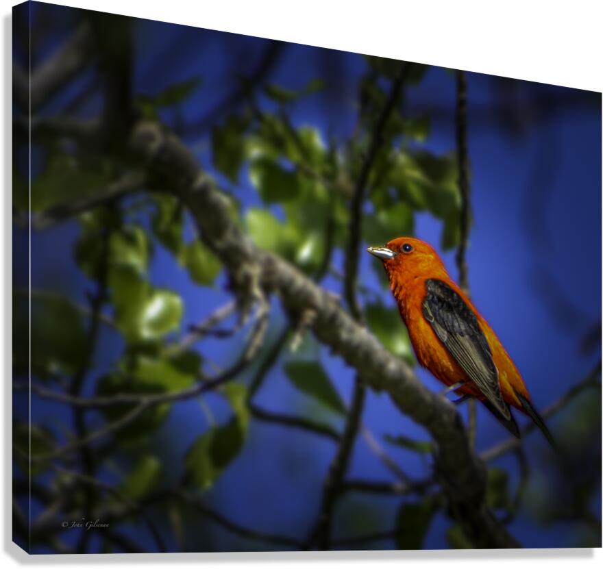 10948 Scarlet Tanager 