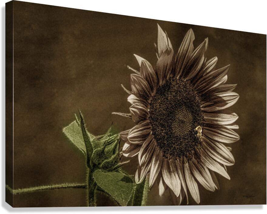 10777 Common Suflower 