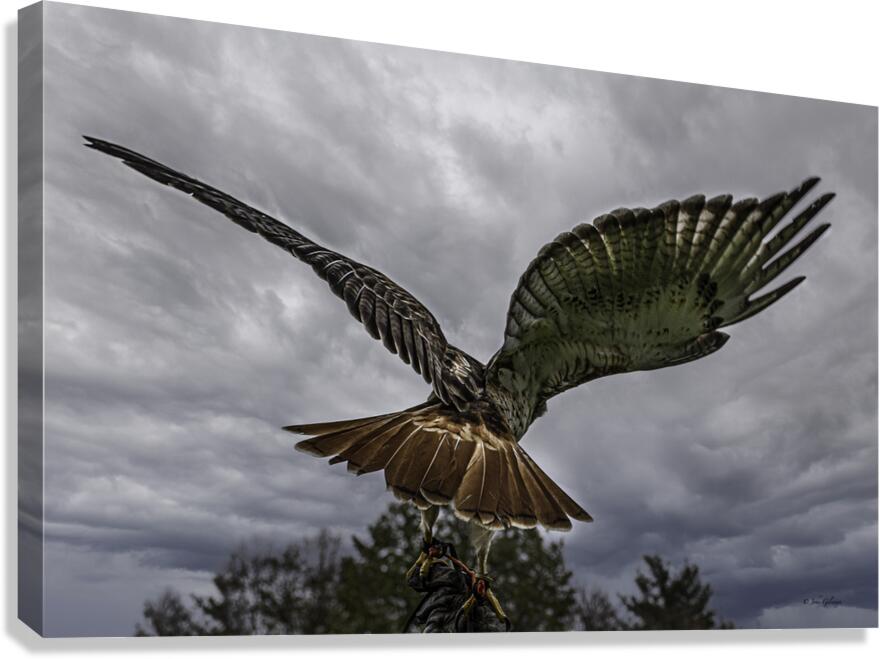 10466 Red Tailed Hawk 