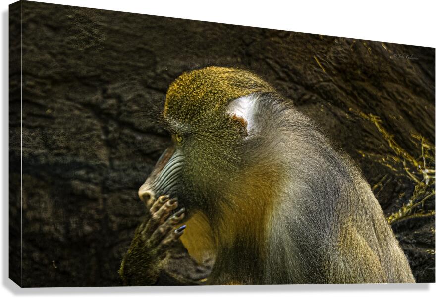 11275 Mandrill Monkey Pensive
