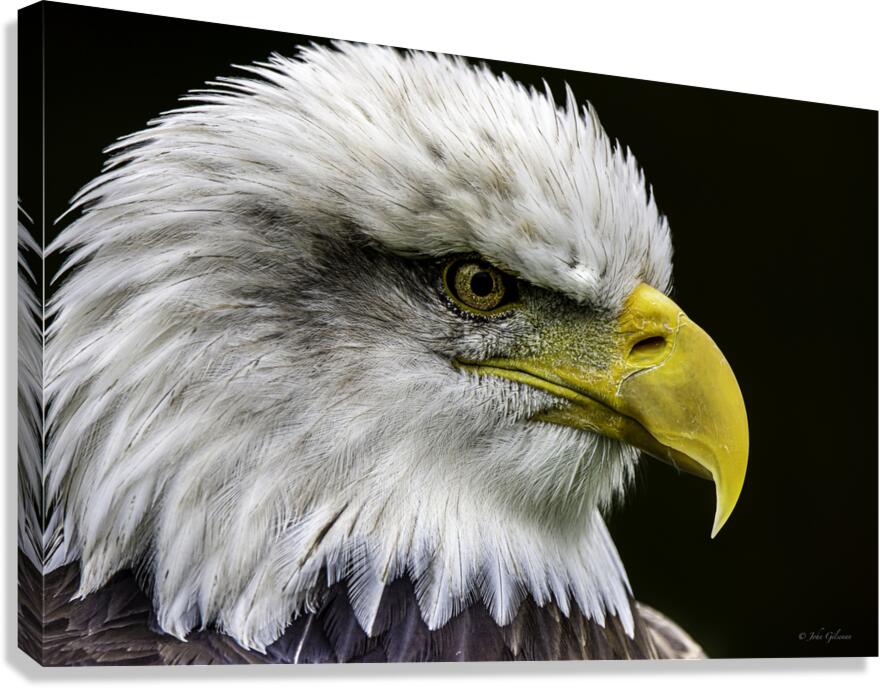 11463 Bald Eagle
