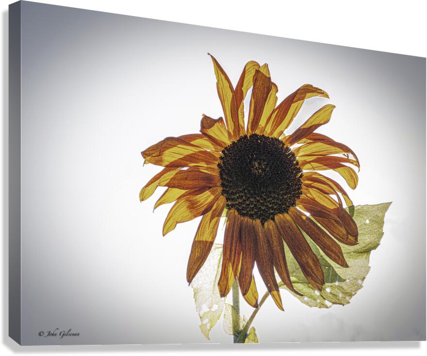 10052 Paper Sunflower 