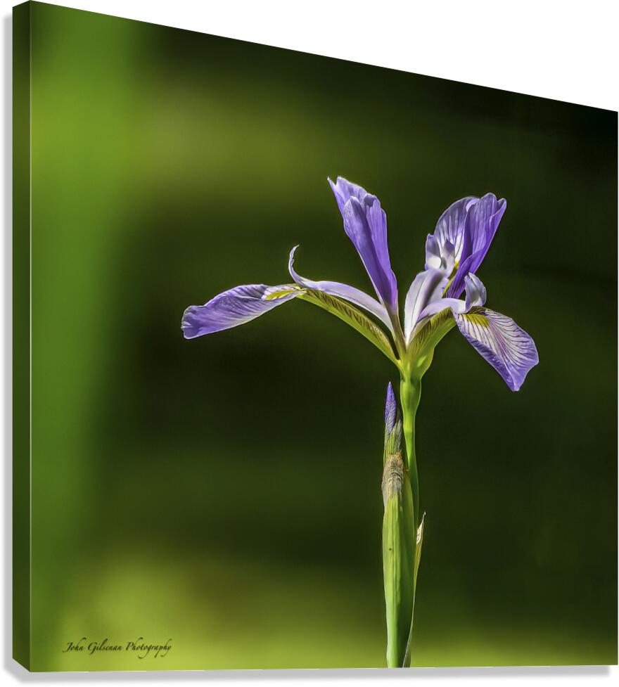 10076 Blue Iris 