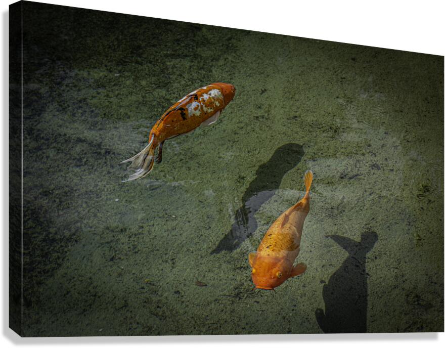11518 KOI Fish