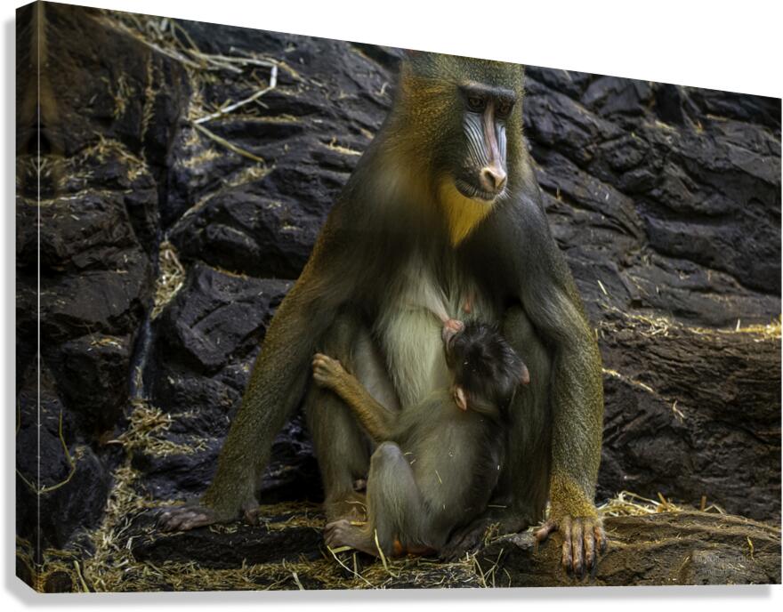 11532 Mandrill Monkey