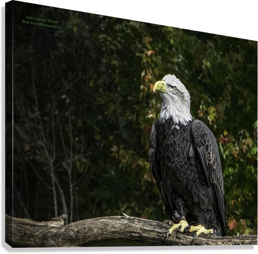 11572 Bald Eagle