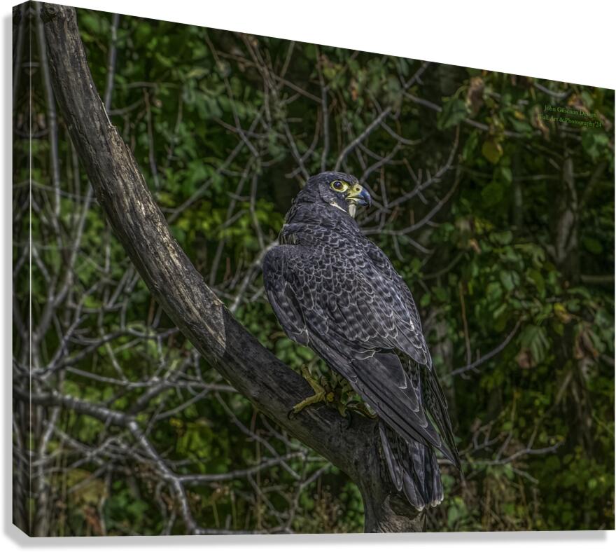 11547 Perrigan falcon