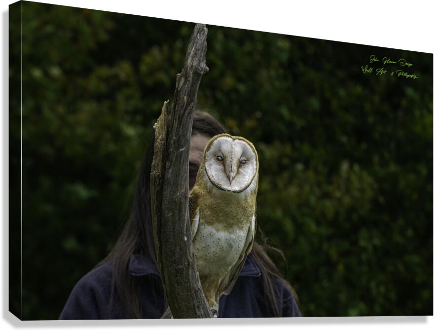 11621 Working Barn Owl with Handler
