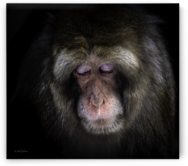 10455 Japanese Macaque  by John Gilsenan Design Wall Art and Photography