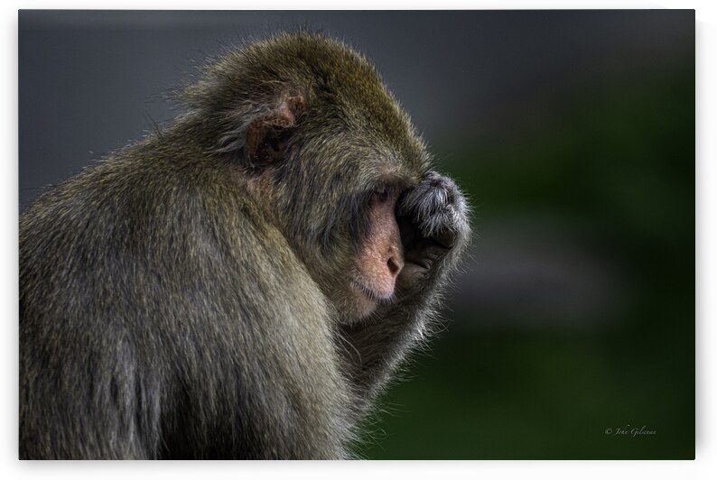 11484 Japanese Macaque Reflects by John Gilsenan Design Wall Art and Photography