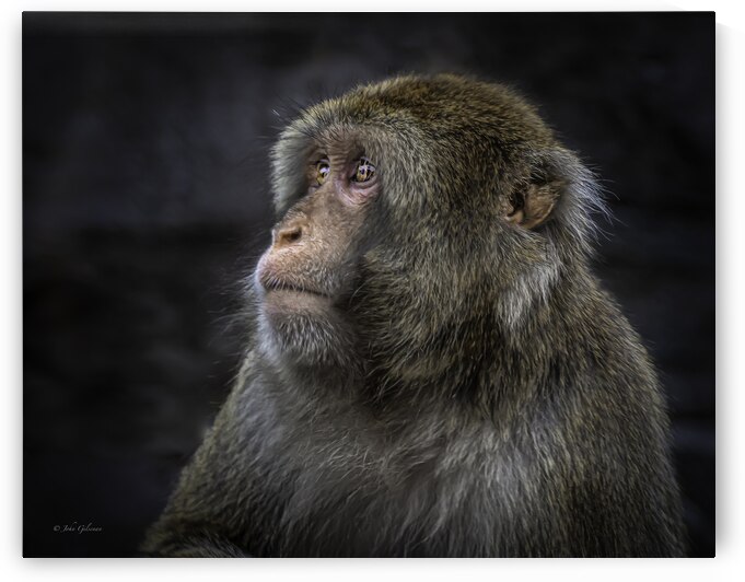 10453 Japanese Macaque by John Gilsenan Design Wall Art and Photography