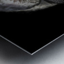 11451 Guereza Monkey New born  Metal print