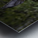 11444 Gyrfalcon Falco  Falco rusticolus Metal print