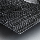 10673 Great Blue Heron Ardea herodias Metal print