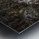 11212 Eastern Screech Owlet. Megascops asio  Metal print