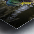 11425 Mallard Duck  Metal print