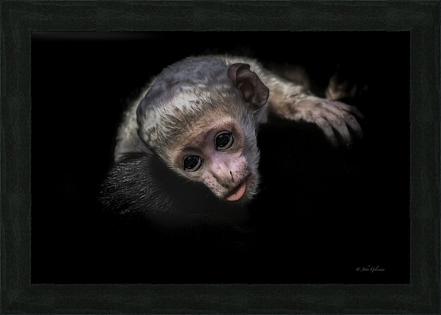 11451 Guereza Monkey New born  Picture Frame print