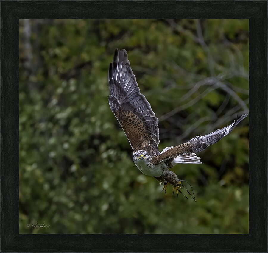 11444 Gyrfalcon Falco  Falco rusticolus Picture Frame print