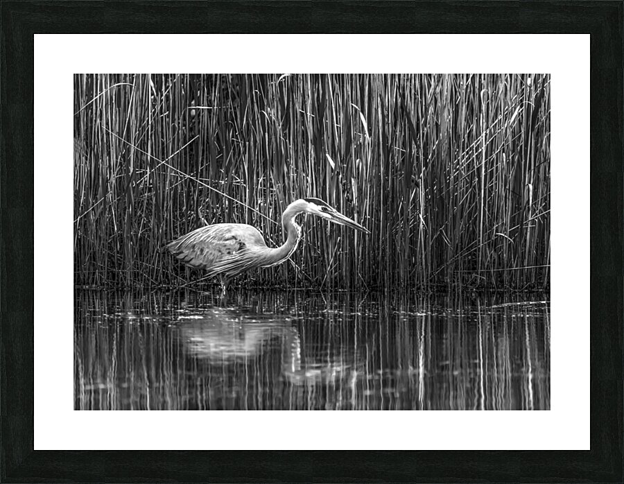 10673 Great Blue Heron Ardea herodias Picture Frame print