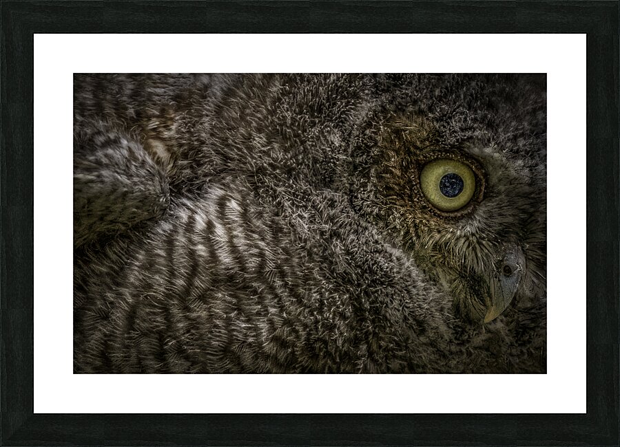 11212 Eastern Screech Owlet. Megascops asio  Picture Frame print