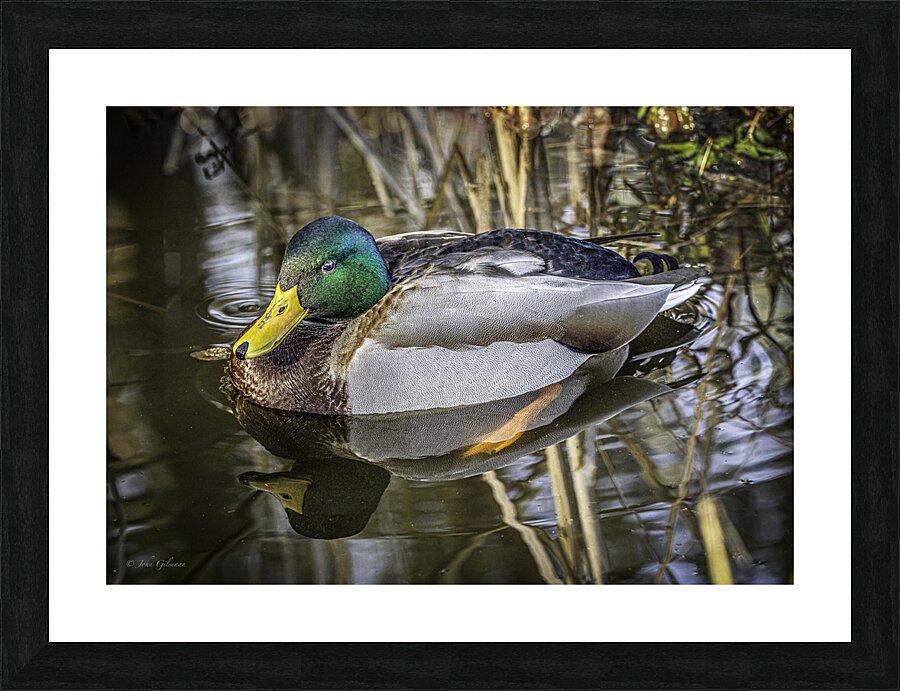 11425 Mallard Duck  Picture Frame print