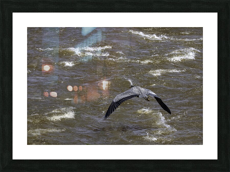 11307 Great Blue Heron  Ardea herodias Picture Frame print