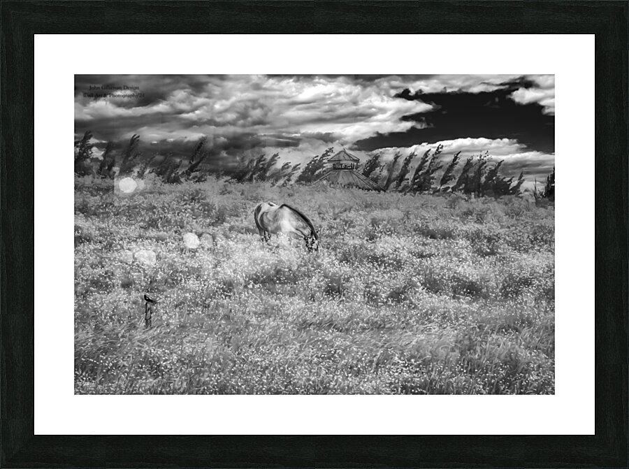 11552 Grazing in the Fields Picture Frame print
