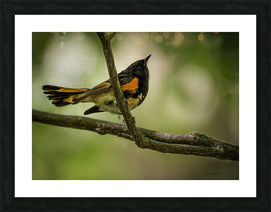 11563 American Redstart      Setophaga rutcilla  Picture Frame print