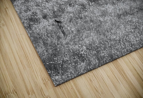 11552 Grazing in the Fields John Gilsenan  puzzle