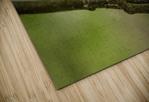 11563 American Redstart      Setophaga rutcilla  John Gilsenan  puzzle