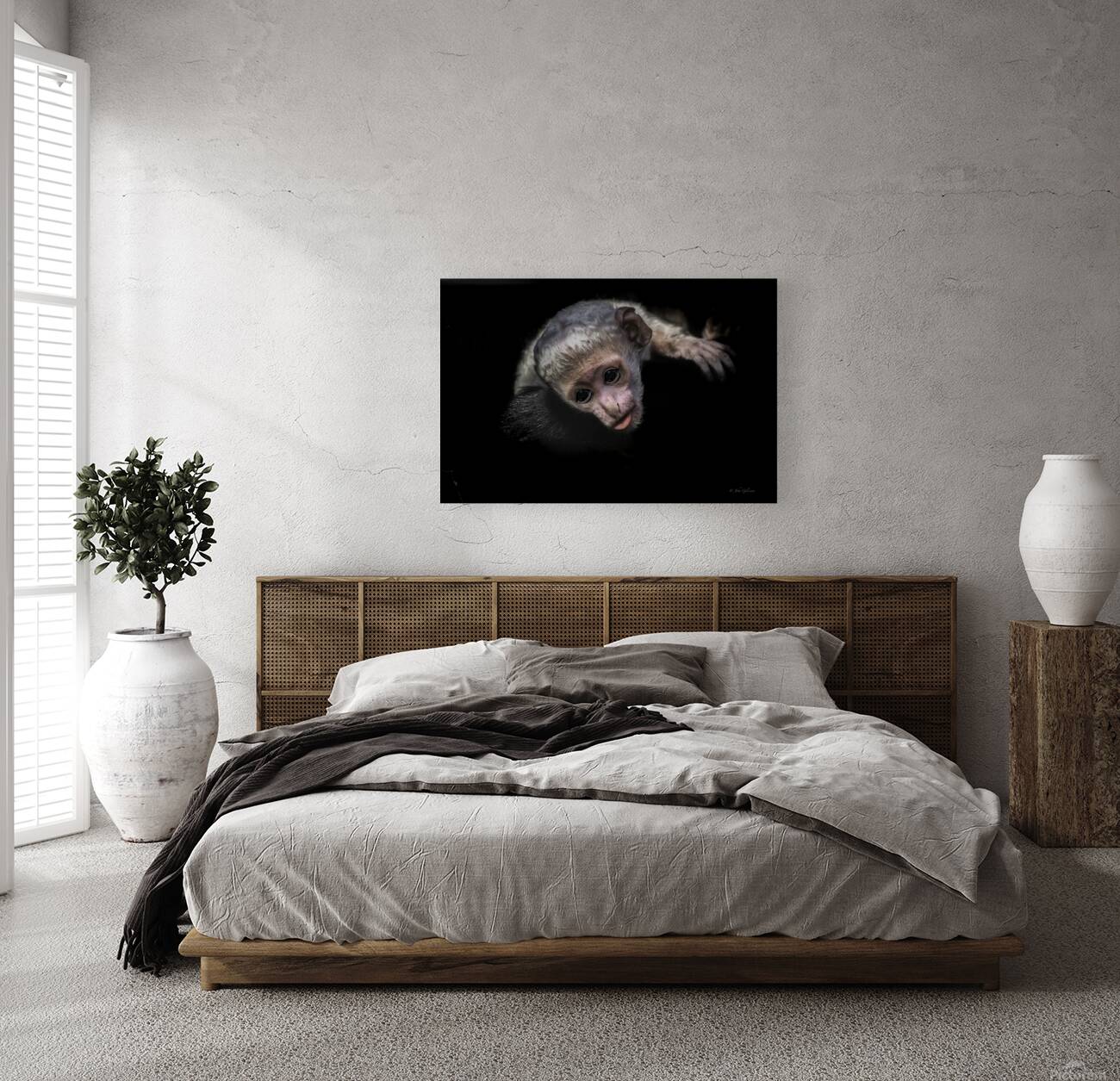 11451 Guereza Monkey New born  Reproduction