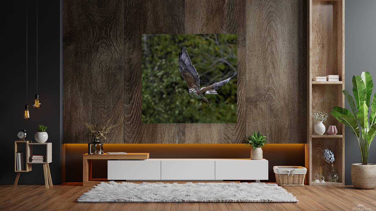 11444 Gyrfalcon Falco  Falco rusticolus Reproduction