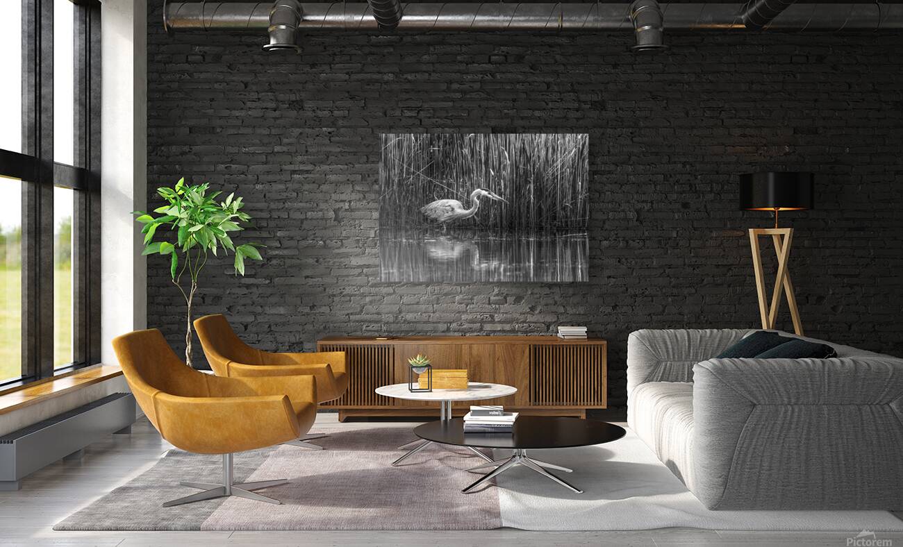 10673 Great Blue Heron Ardea herodias Reproduction