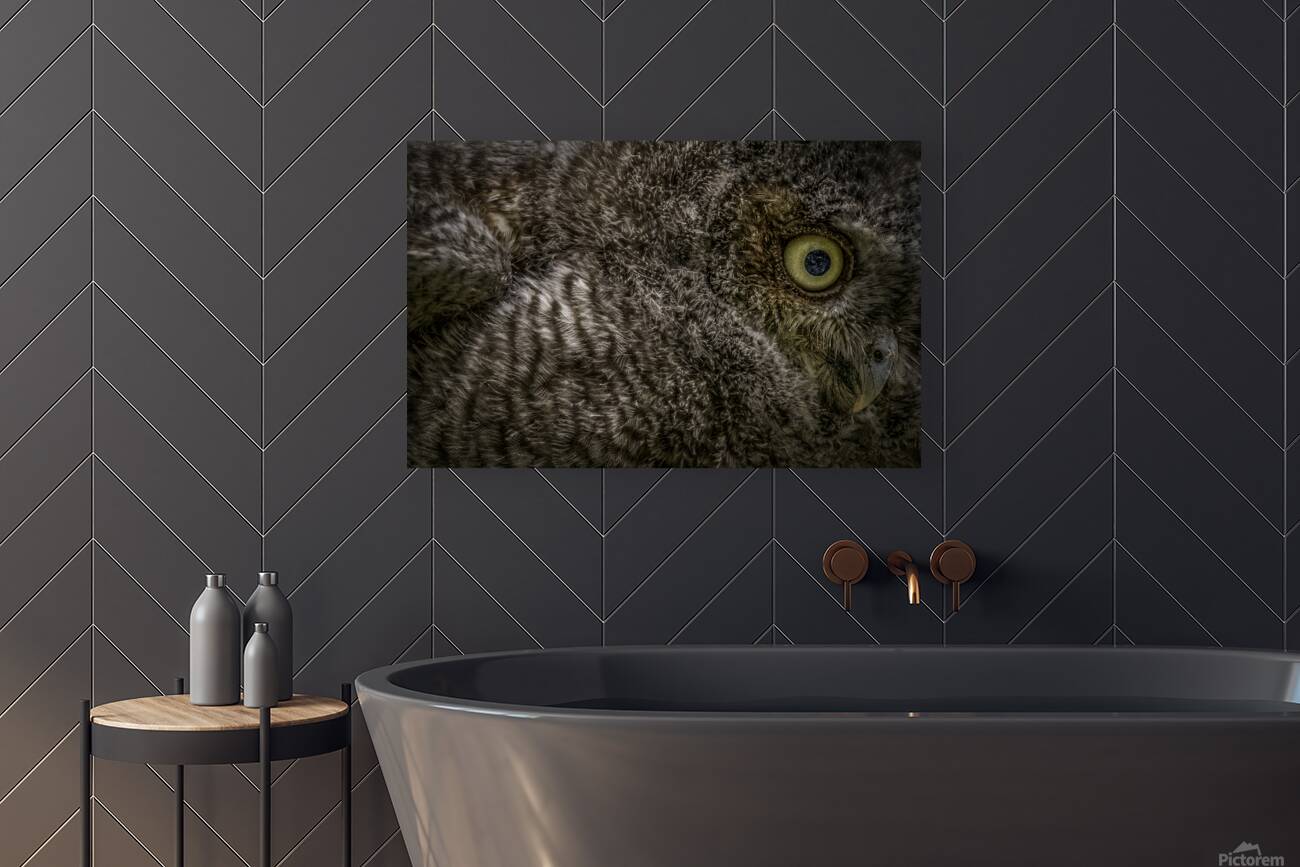 11212 Eastern Screech Owlet. Megascops asio  Reproduction