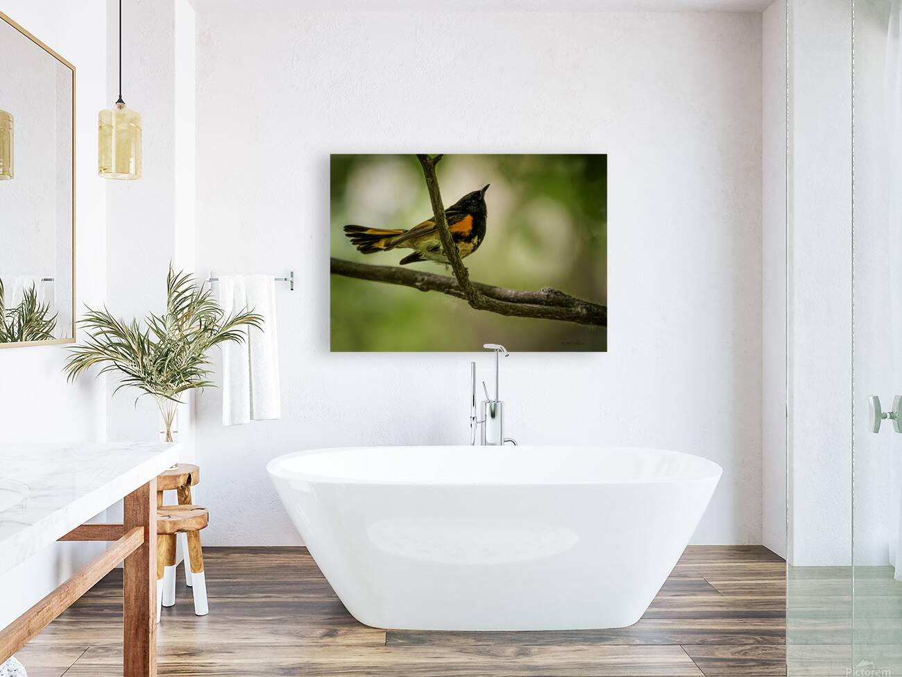 11563 American Redstart      Setophaga rutcilla  Reproduction