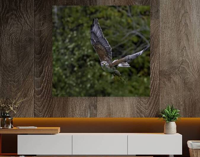 11444 Gyrfalcon Falco  Falco rusticolus by John Gilsenan Design Wall Art and Photography