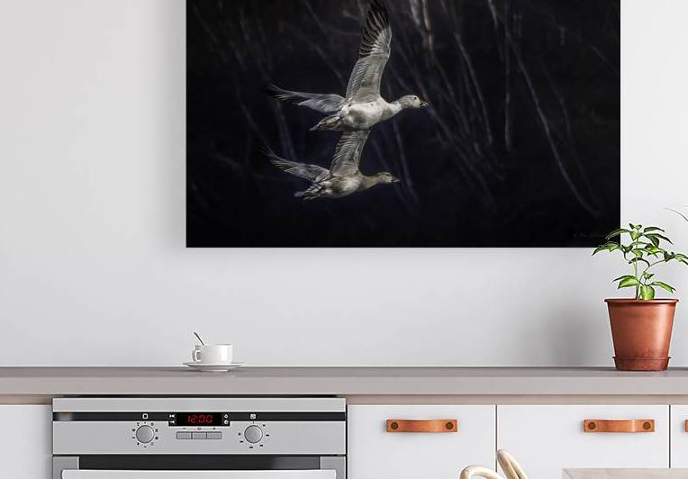 10584 Snow Geese Tandem by John Gilsenan Design Wall Art and Photography