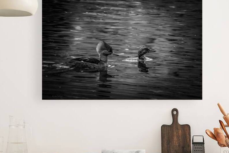 10875 Hooded Merganser  by John Gilsenan Design Wall Art and Photography
