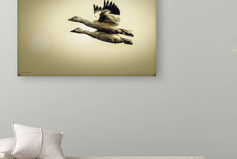 10917 Snow Geese by John Gilsenan Design Wall Art and Photography
