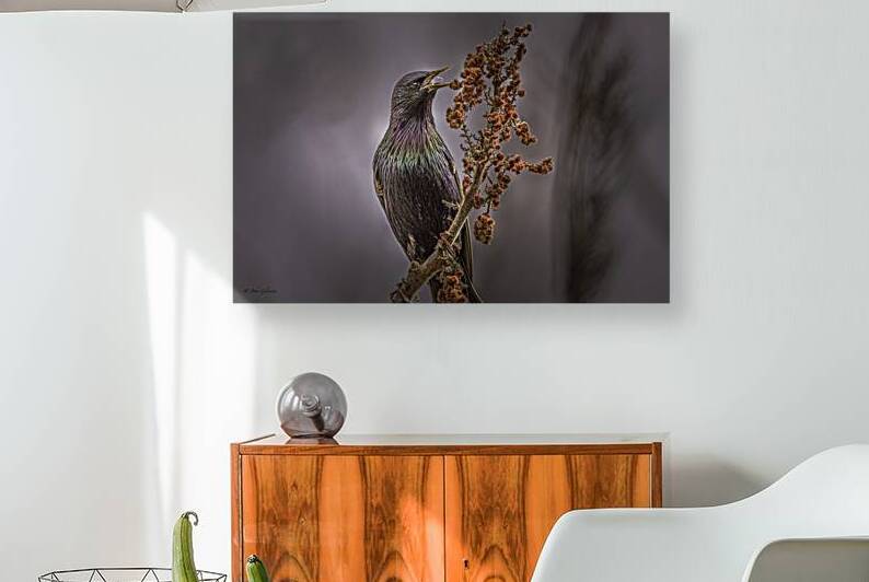 11439 European Starling Early Spring by John Gilsenan Design Wall Art and Photography