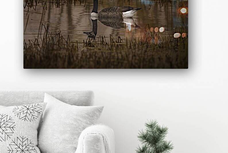11431 Une Bernache du Canada by John Gilsenan Design Wall Art and Photography