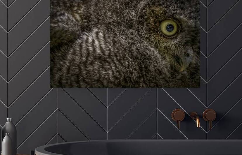 11212 Eastern Screech Owlet. Megascops asio  by John Gilsenan Design Wall Art and Photography