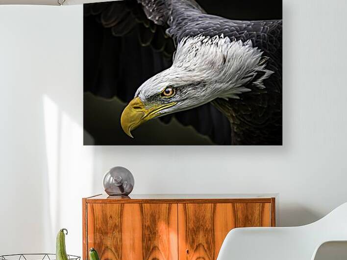 10658 American Bald Eagle  by John Gilsenan Design Wall Art and Photography