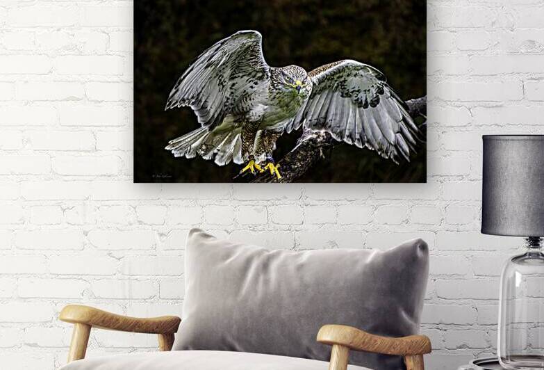 10654 Gyrfalcon  Falco rusticolus by John Gilsenan Design Wall Art and Photography