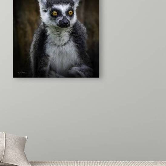 11162 Ring Tailed Lemur  by John Gilsenan Design Wall Art and Photography