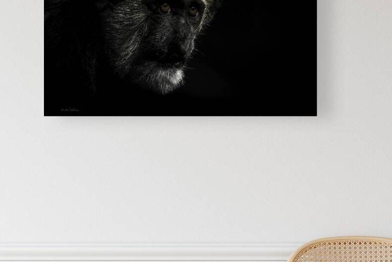 11456 Guereza Monkey by John Gilsenan Design Wall Art and Photography