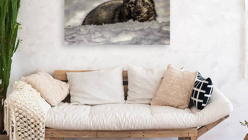10220 Juvenile Artic Fox  by John Gilsenan Design Wall Art and Photography