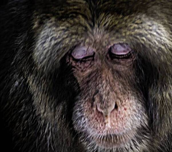 10455 Japanese Macaque  by John Gilsenan Design Wall Art and Photography