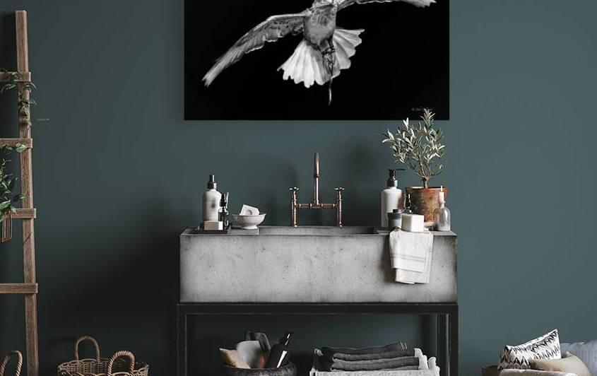 10774 Gyrfalcon.Falco rusticolus by John Gilsenan Design Wall Art and Photography